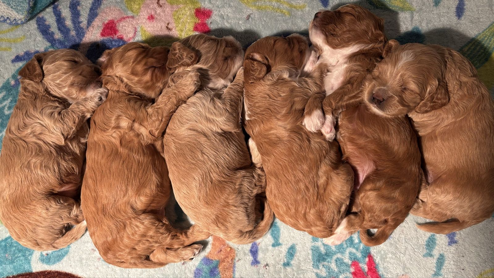 Cockapoo F1 Puppies