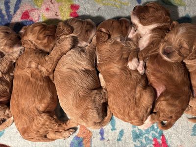 Cockapoo F1 Puppies