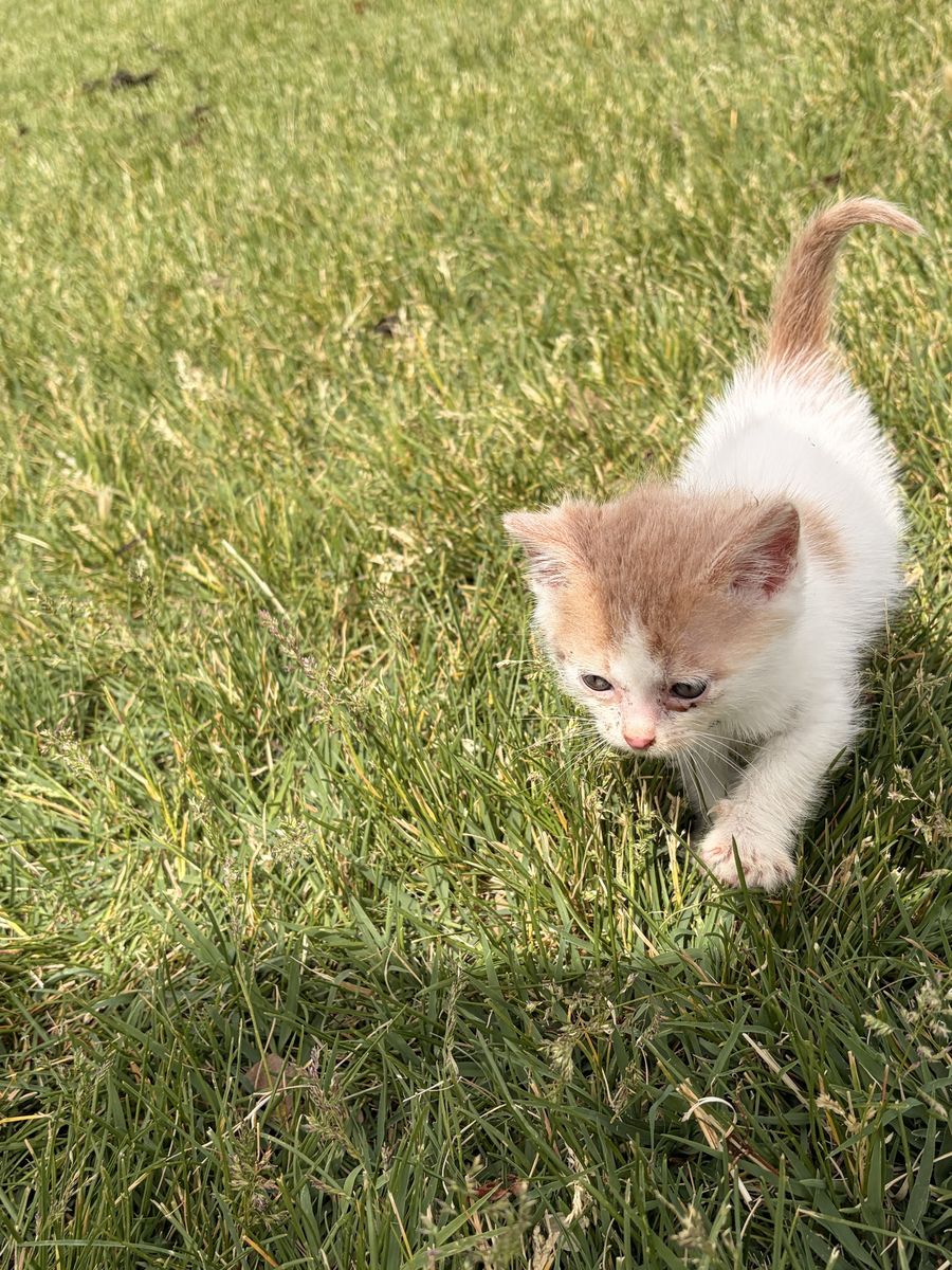 Adorable Kittens Looking for Forever Homes
