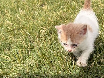 Adorable Kittens Looking for Forever Homes