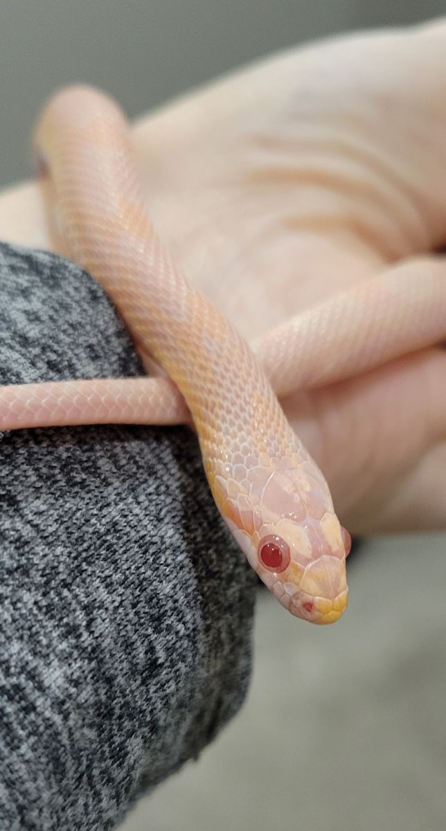 Beautiful 8 Month Old Female Salmon Corn Snake
