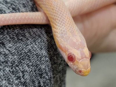 Beautiful 8 Month Old Female Salmon Corn Snake