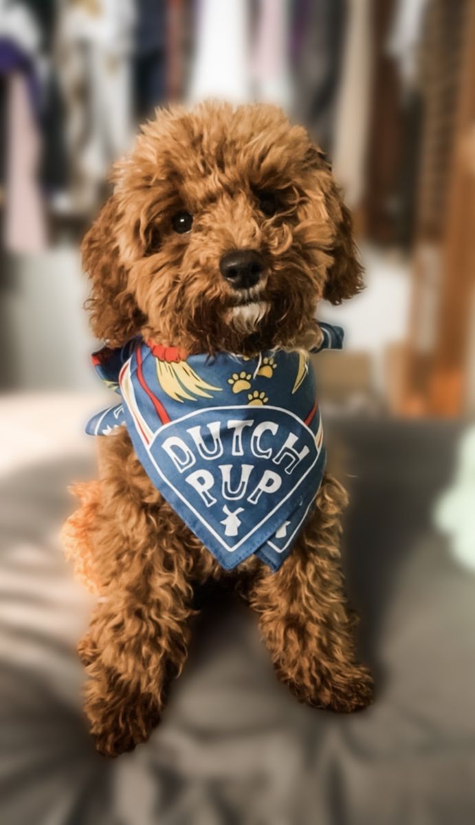 Cute AKC 6lb Toy Poodle Stud