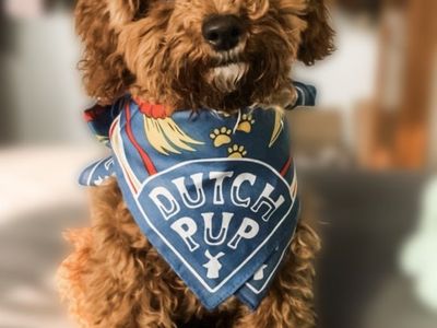 Cute AKC 6lb Toy Poodle Stud