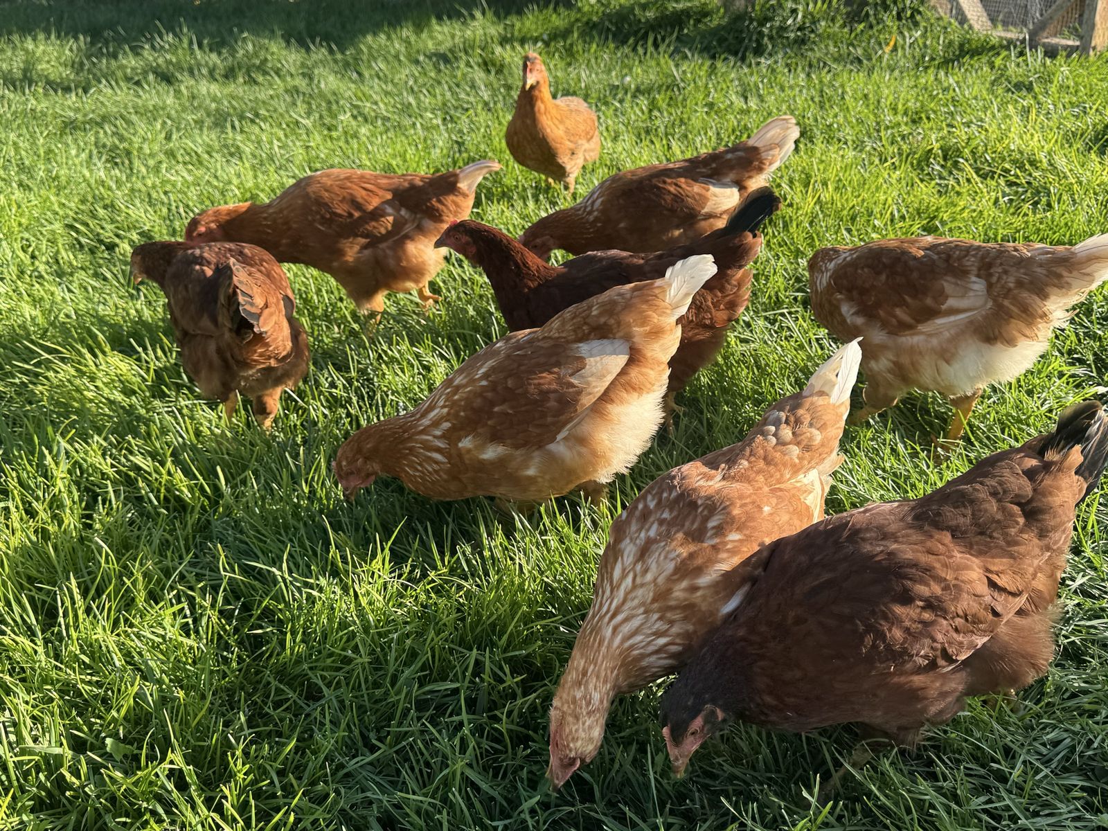 Laying hens
