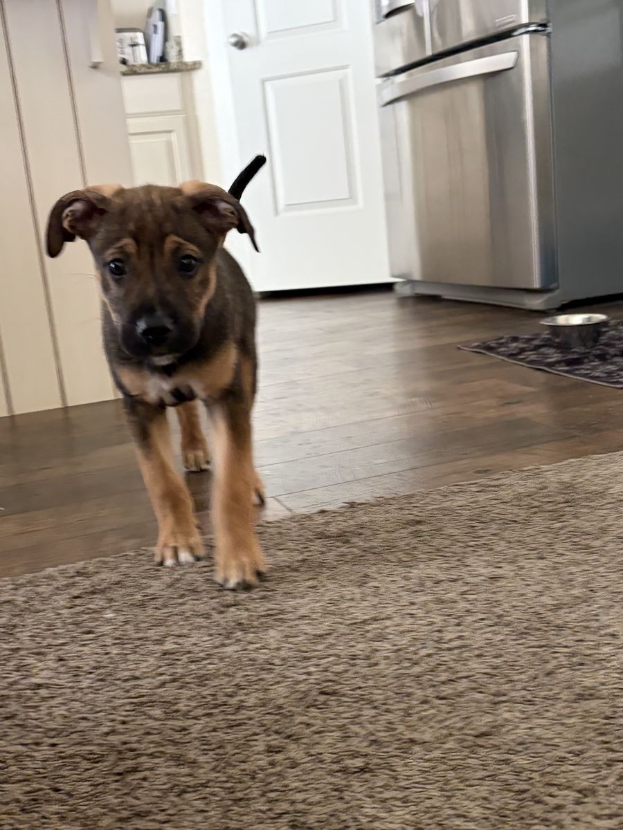 Puppy 