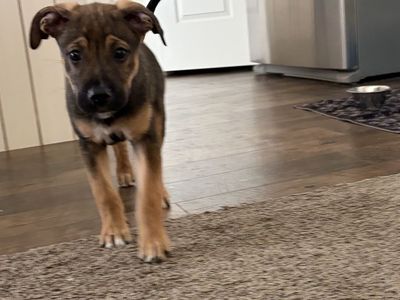 Puppy