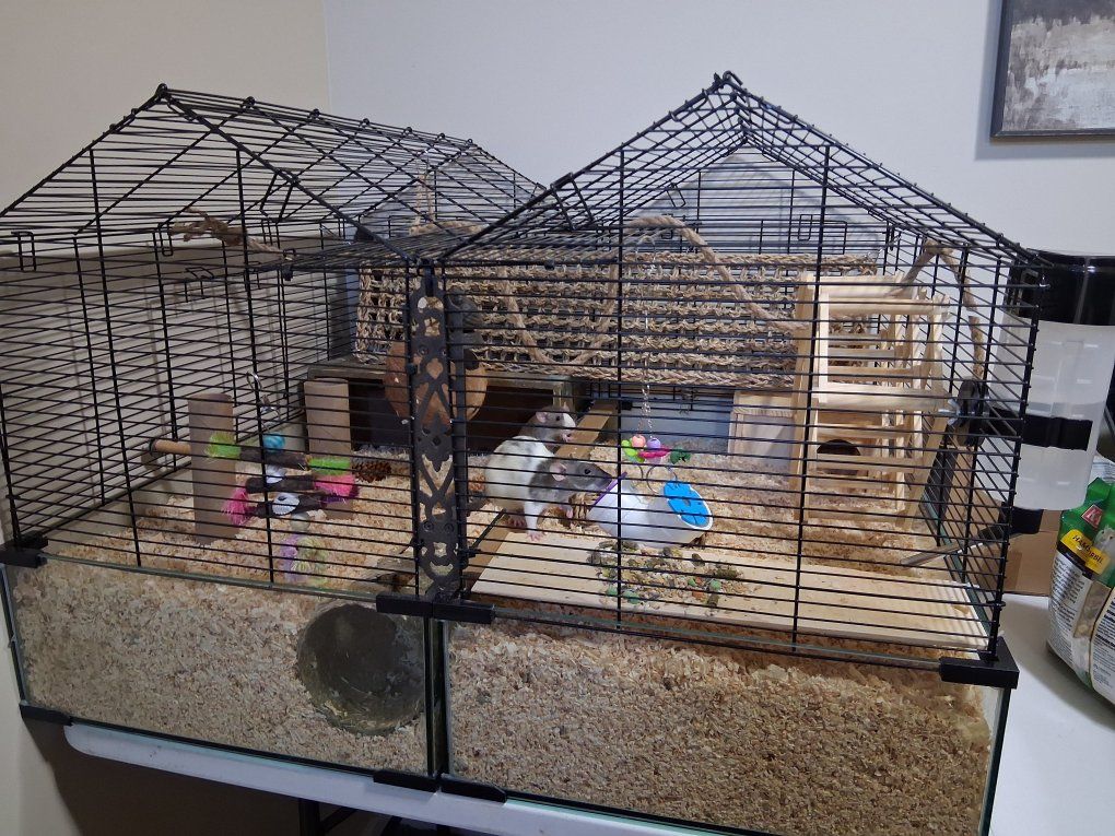 3 Rats and Large Dual-Section Small Animal Wire Cage Enclosure with Glass Base and lots of supplies.