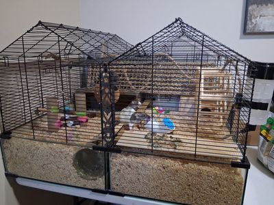 3 cute Rats and Large Dual-Section Small Animal Wire Cage Enclosure with Glass Base and lots of supplies.