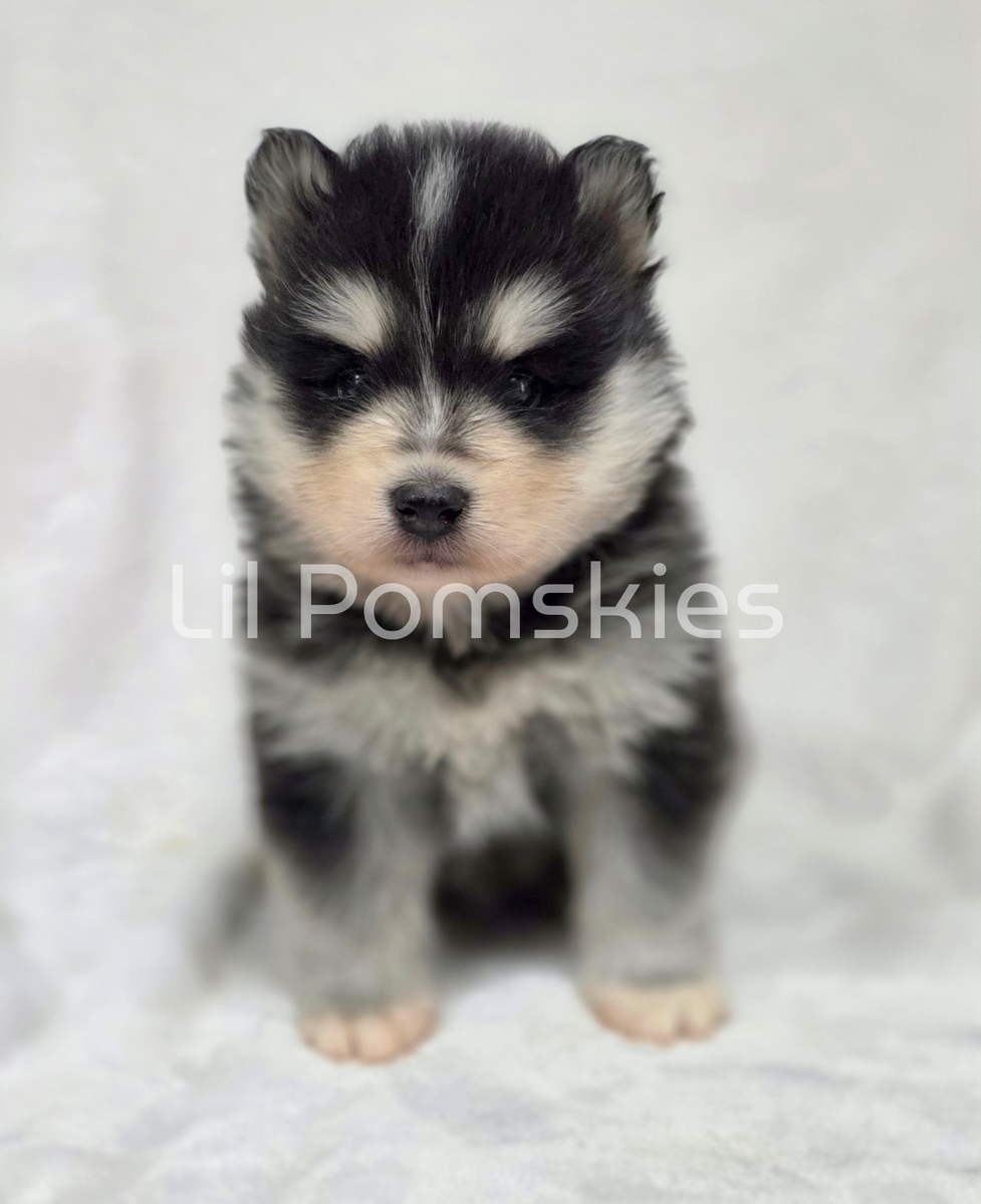 Pomsky Puppies