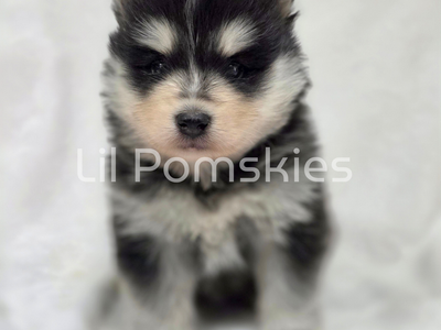 Pomsky Puppies