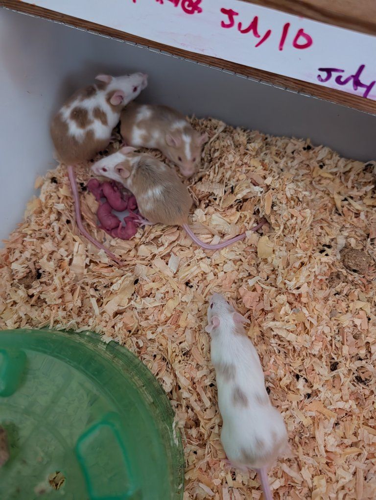 feeder mice- live or frozen