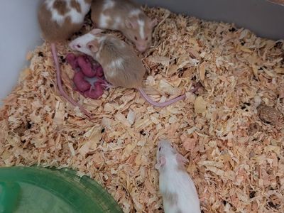 feeder mice- live or frozen
