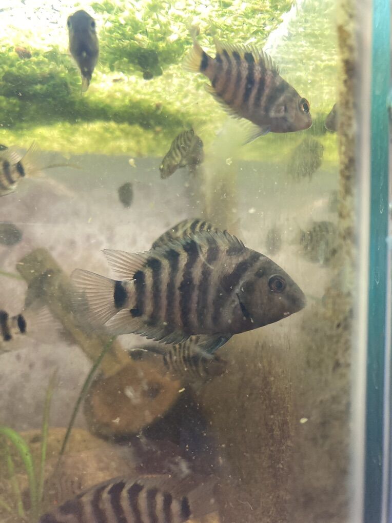 Convict Cichlids