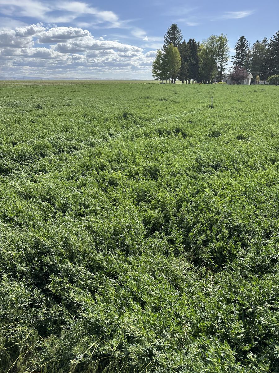 Alfalfa Hay Bales
