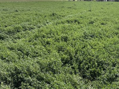 Alfalfa Hay Bales
