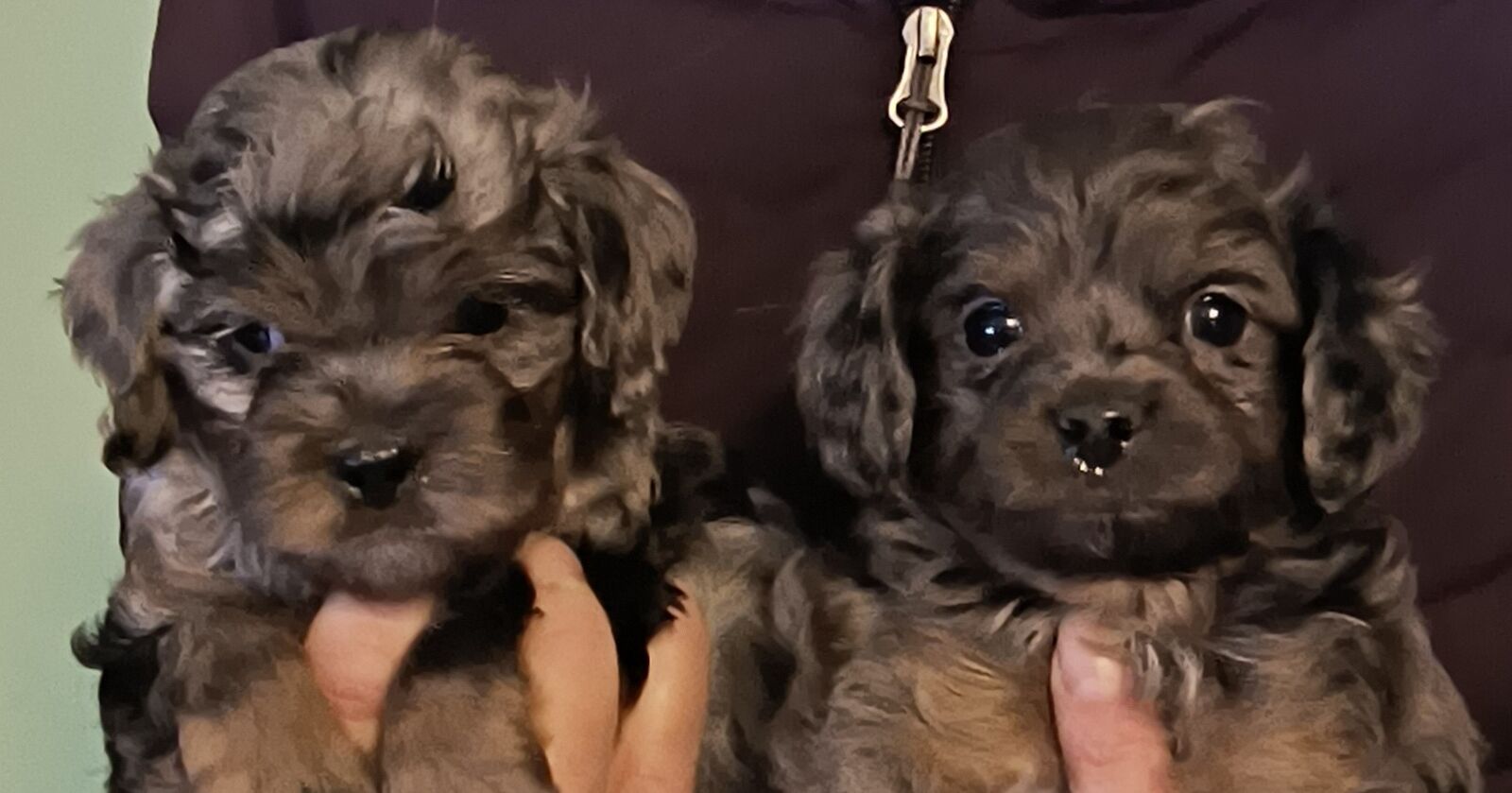 Adorable Small Blue Merle Cavapoo Yorkie Puppies (Cavalier Poodle Yorkshire Terrier)