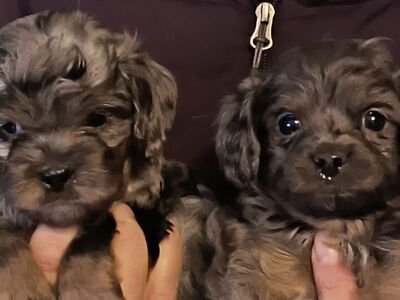 Adorable Small Blue Merle Cavapoo Yorkie Puppies (Cavalier Poodle Yorkshire Terrier)