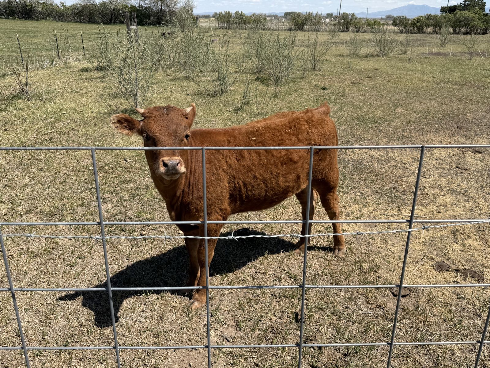 Angus Corriente heifer