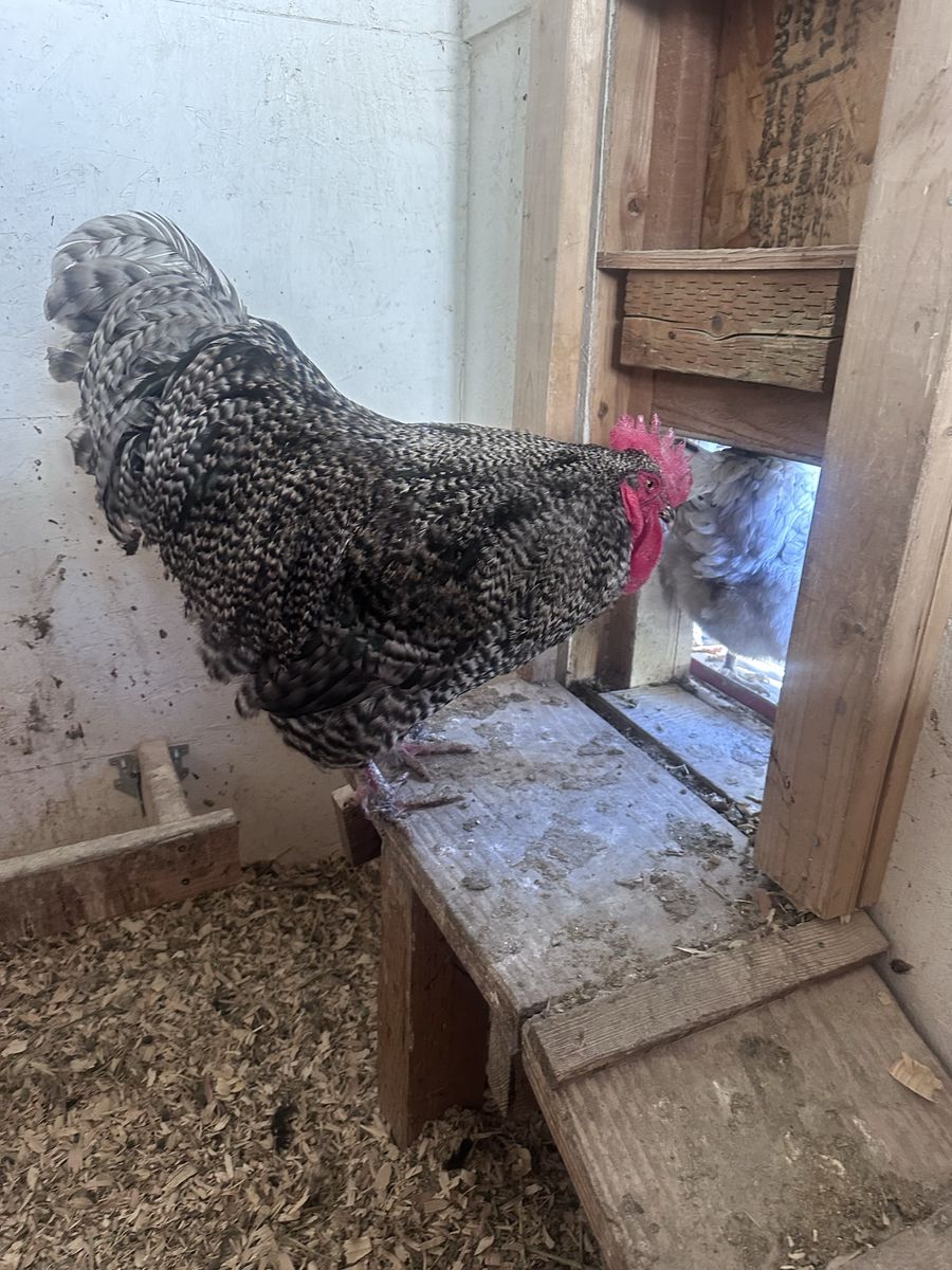 Standard size Cochin rooster