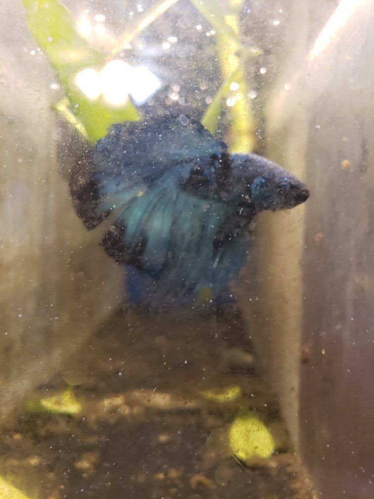Beautiful Blue and Black Betta Fish for Rehoming