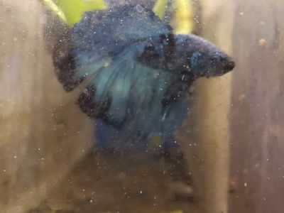 Beautiful Blue and Black Betta Fish for Rehoming