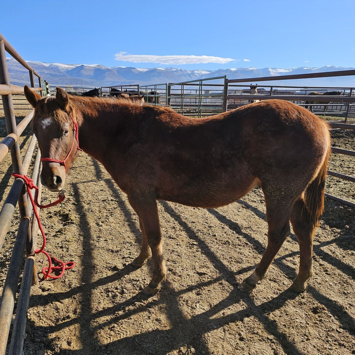 2 Year Old Quarter Horse Gelding