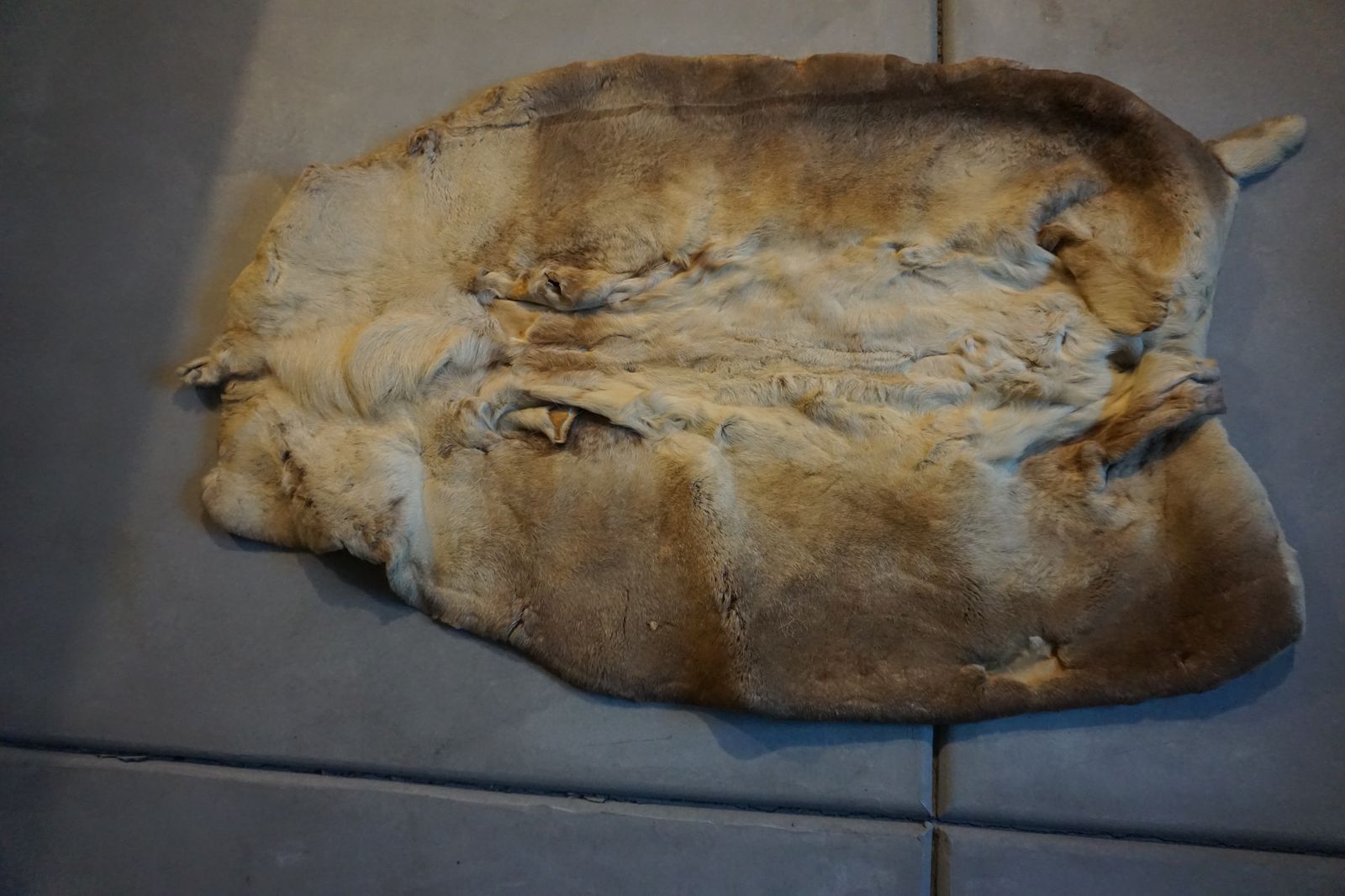 woodland caribou hides
