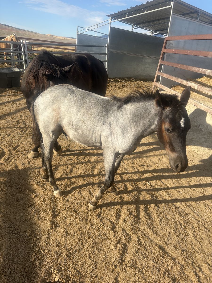 Registered Blue Roan Colt - Cutting Horse Bloodlines