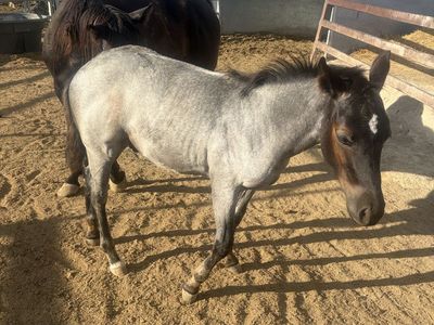 Registered Blue Roan Colt - Cutting Horse Bloodlines