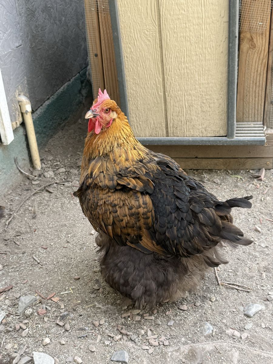 2 laying hens 