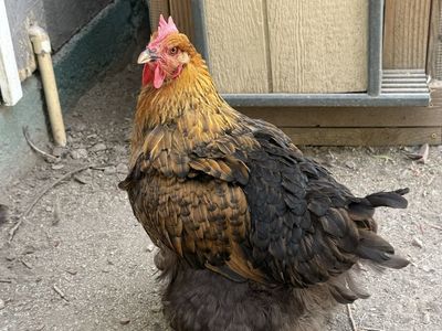 2 laying hens