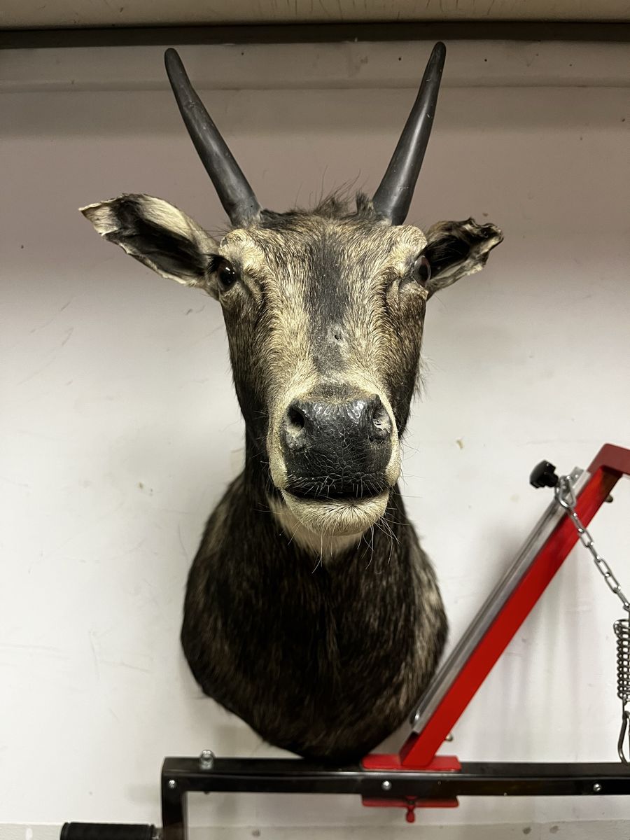 Taxidermy Nilgai Shoulder Mount 