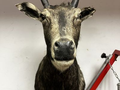 Taxidermy Nilgai Shoulder Mount