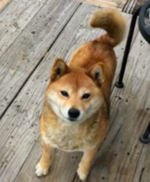 Japanese shiva Inu