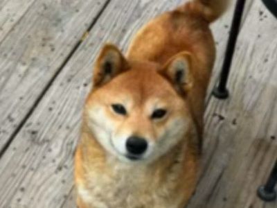 Japanese shiva Inu
