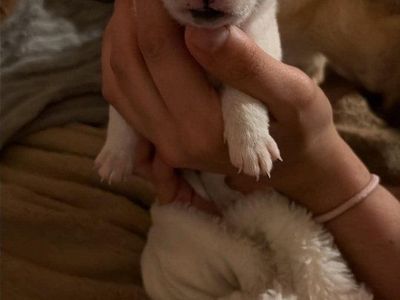 chihuahua puppies!!