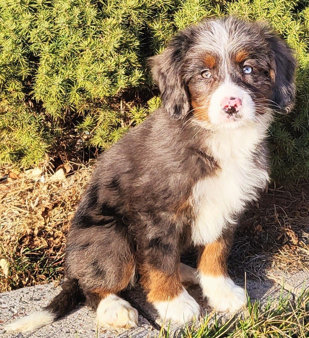 Girl Vania – Merle Mini Bernedoodle ($2400)