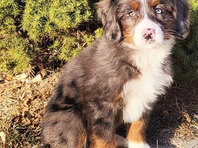 Girl Vania – Merle Mini Bernedoodle ($2400)