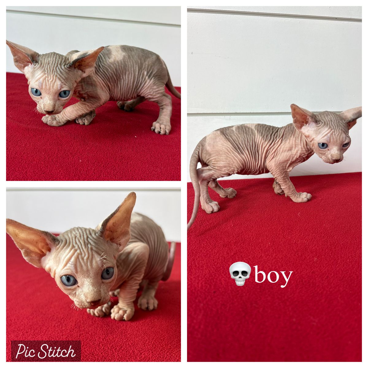 Sphynx Kittens