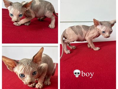 Sphynx Kittens