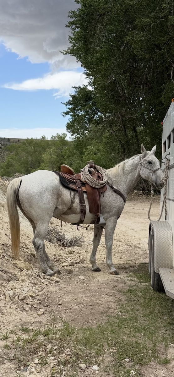 Experienced Dappled Gray Horse for Sale - Ready for Trail Riding & Ranch Work