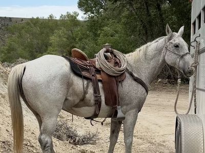 Experienced Dappled Gray Horse for Sale - Ready for Trail Riding & Ranch Work
