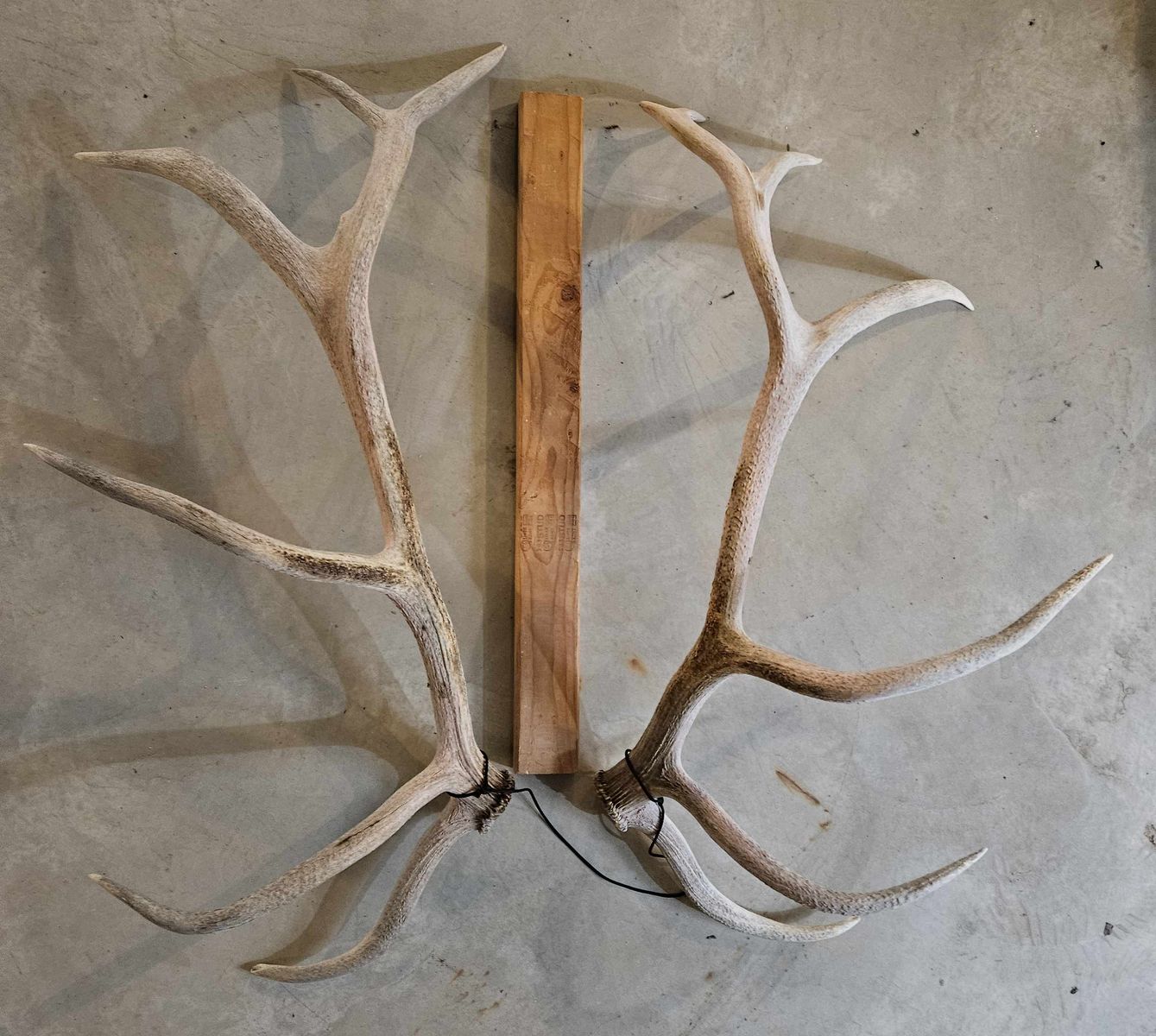 Matched set elk shed antlers
