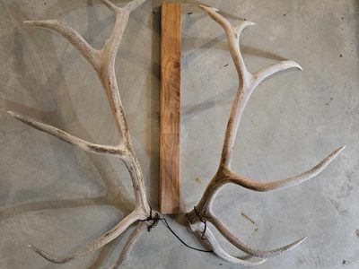 Matched set elk shed antlers