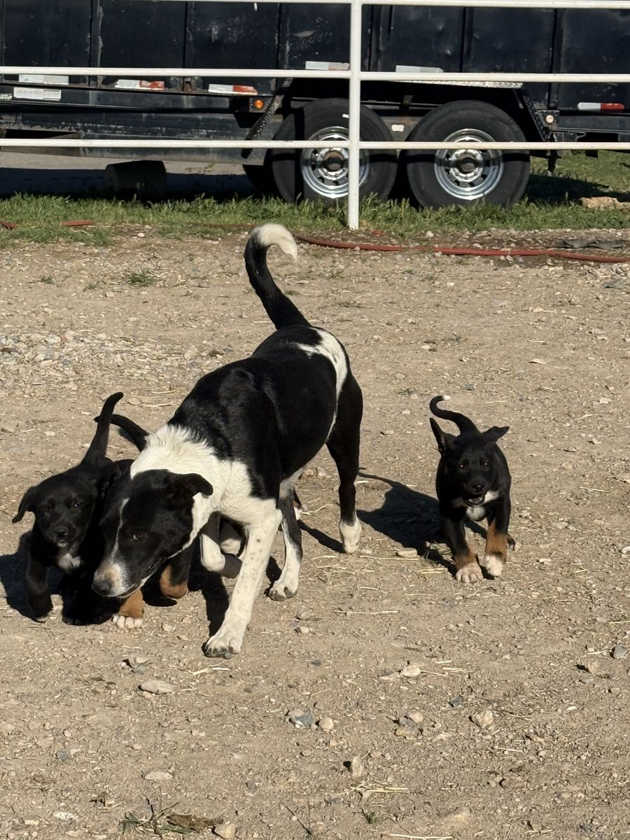 Border Collie blue healer mix