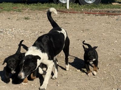 Border Collie blue healer mix