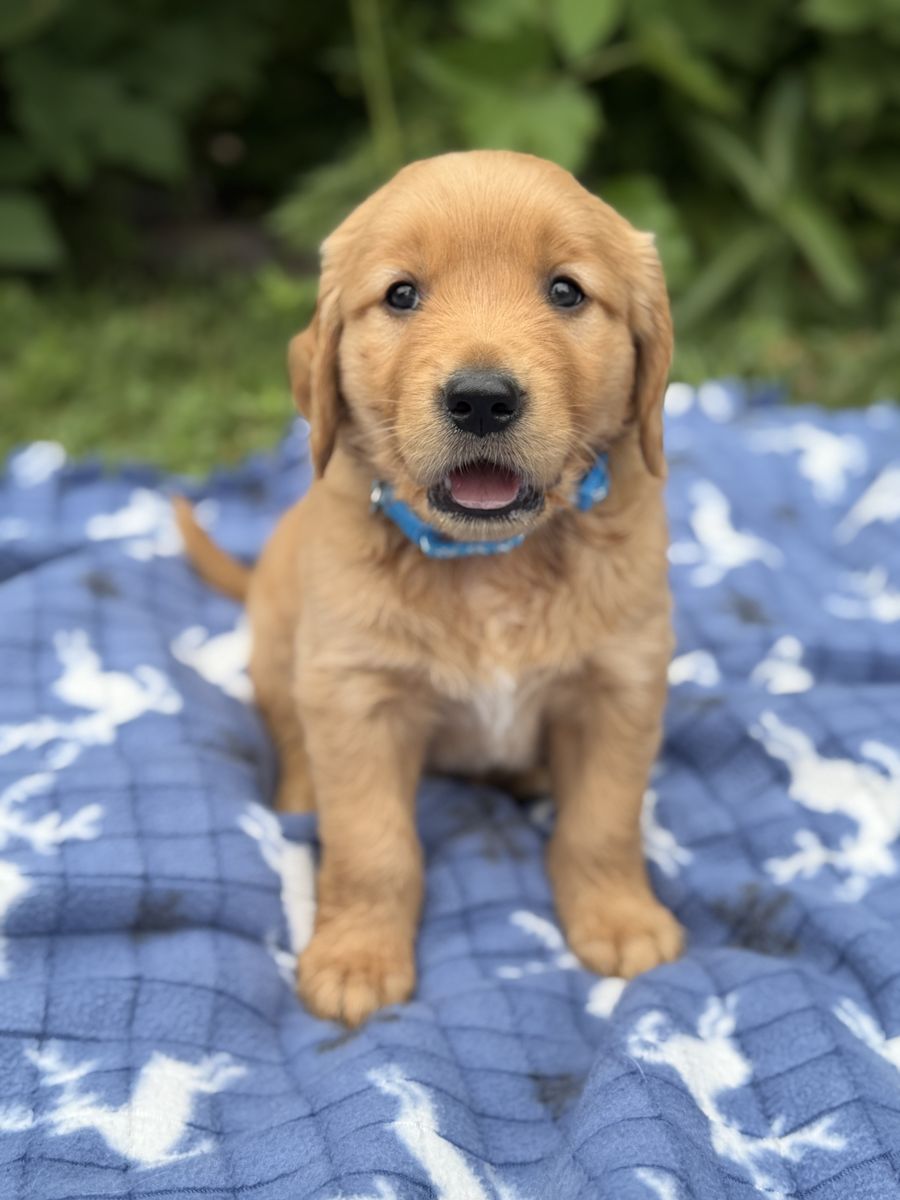 AKC Golden Retriever Puppies