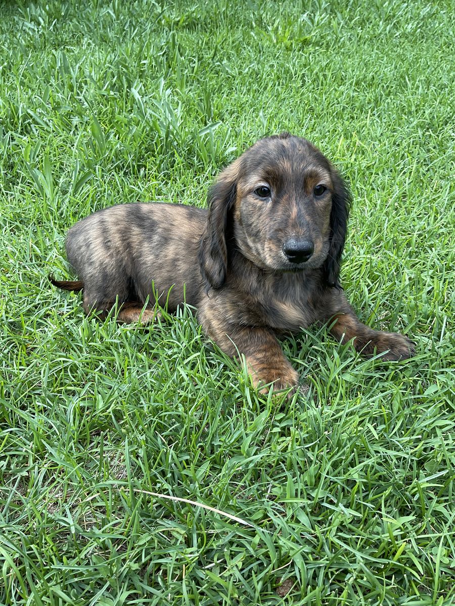 AKC Long Hair Male Miniature Dachshund