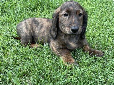 AKC Long Hair Male Miniature Dachshund